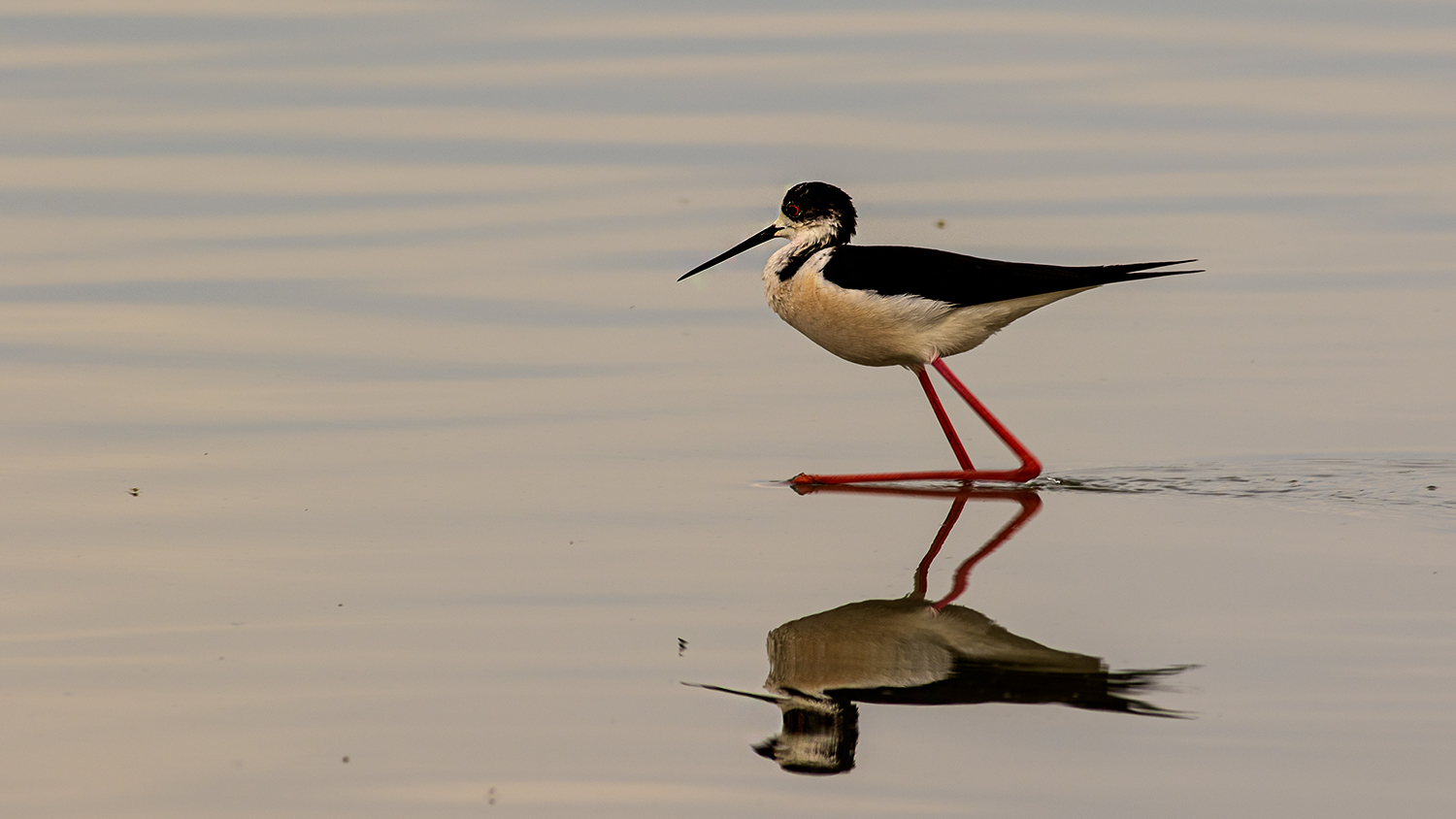 Black-winged Stilt